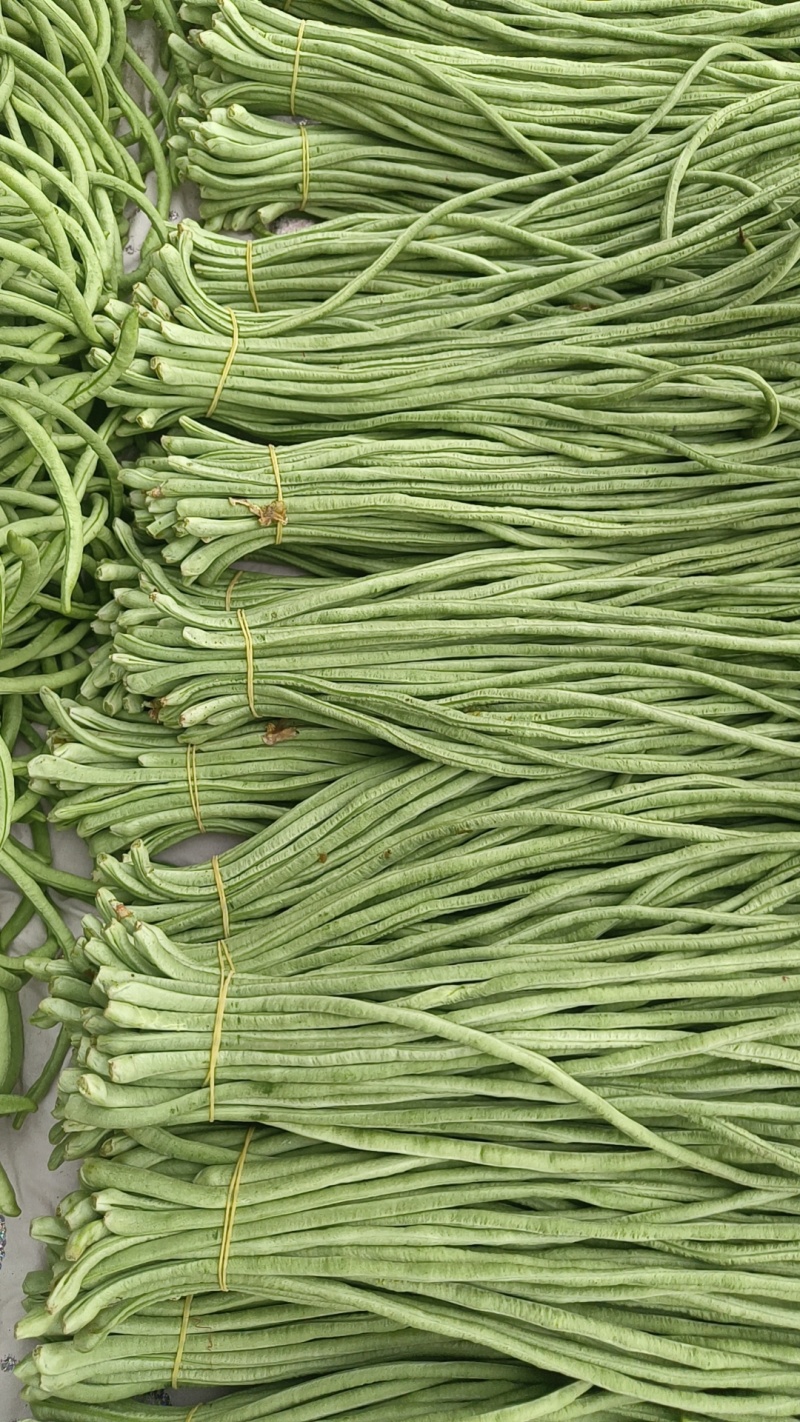 豆角豆角大量上市需要的联系我