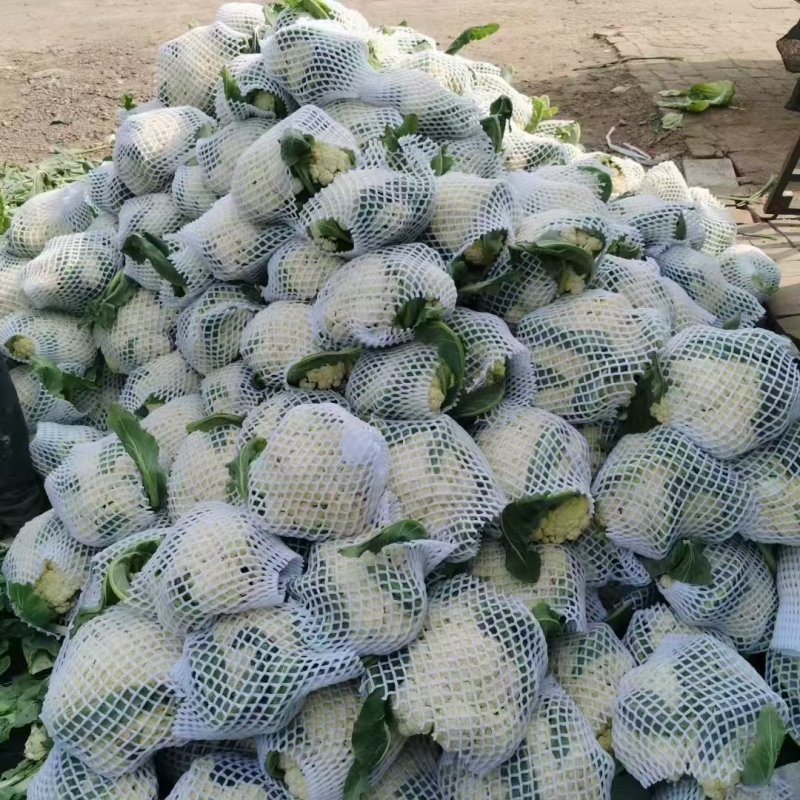 【松花菜】河北菜花保定有机花菜货源稳定产地批发大量供货代发
