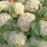 【松花菜】河北菜花保定有机花菜货源稳定产地批发大量供货代发