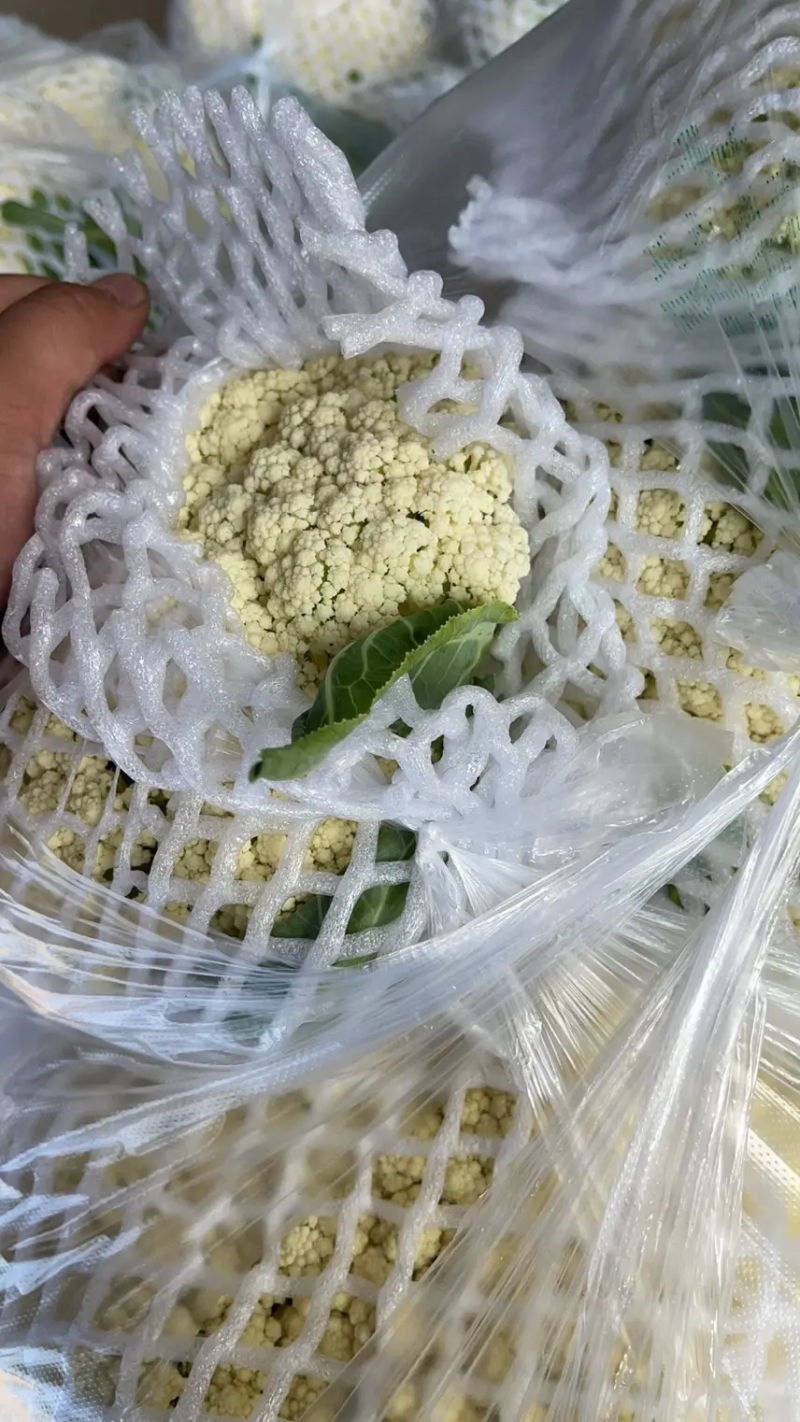 【松花菜】河北菜花保定有机花菜货源稳定产地批发大量供货代发