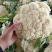 【松花菜】河北菜花保定有机花菜货源稳定产地批发大量供货代发
