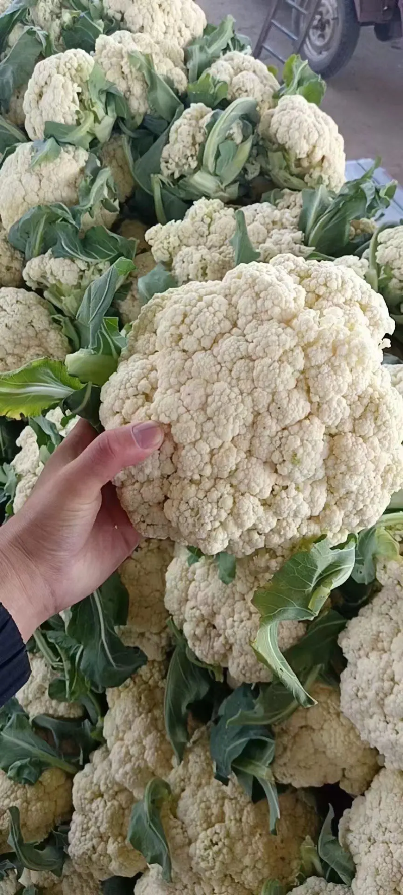 【松花菜】河北菜花保定有机花菜货源稳定产地批发大量供货代发