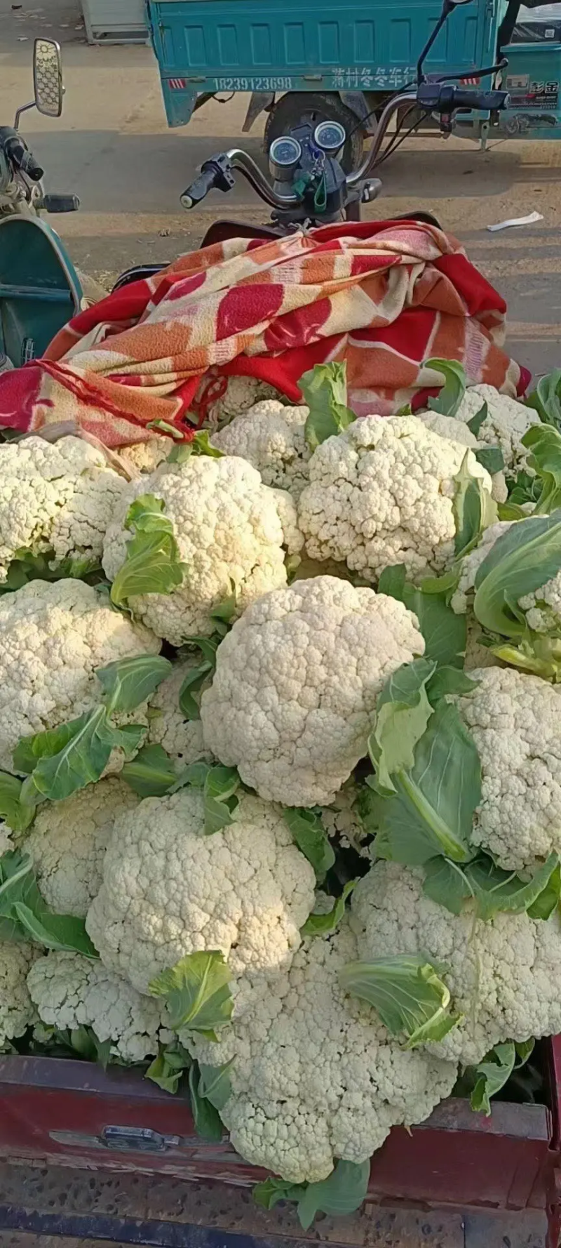 【松花菜】河北菜花保定有机花菜货源稳定产地批发大量供货代发