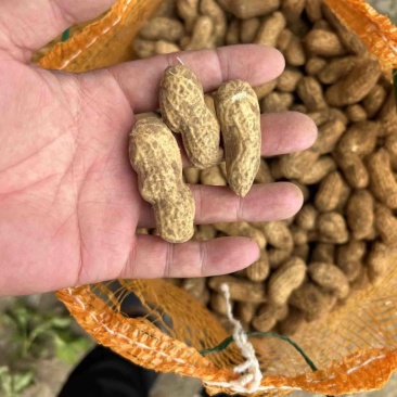 鲜花生产地种植，现抛先发