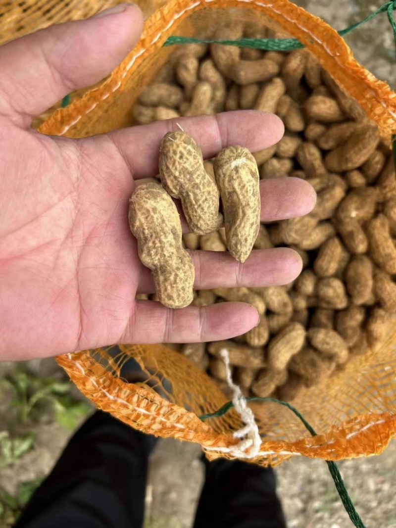 鲜花生产地种植，现抛先发