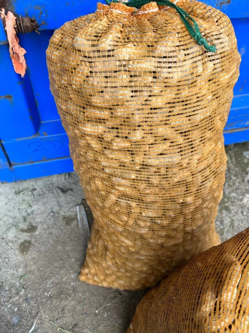 鲜花生产地种植，现抛先发