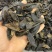 水蛭蚂蝗含量高个头大品种齐全水蛭段药用水蛭量大优惠