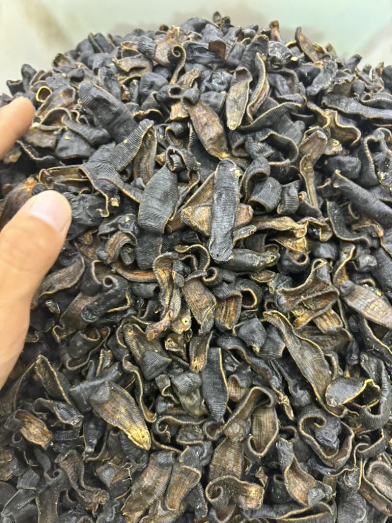 水蛭蚂蝗含量高个头大品种齐全水蛭段药用水蛭量大优惠