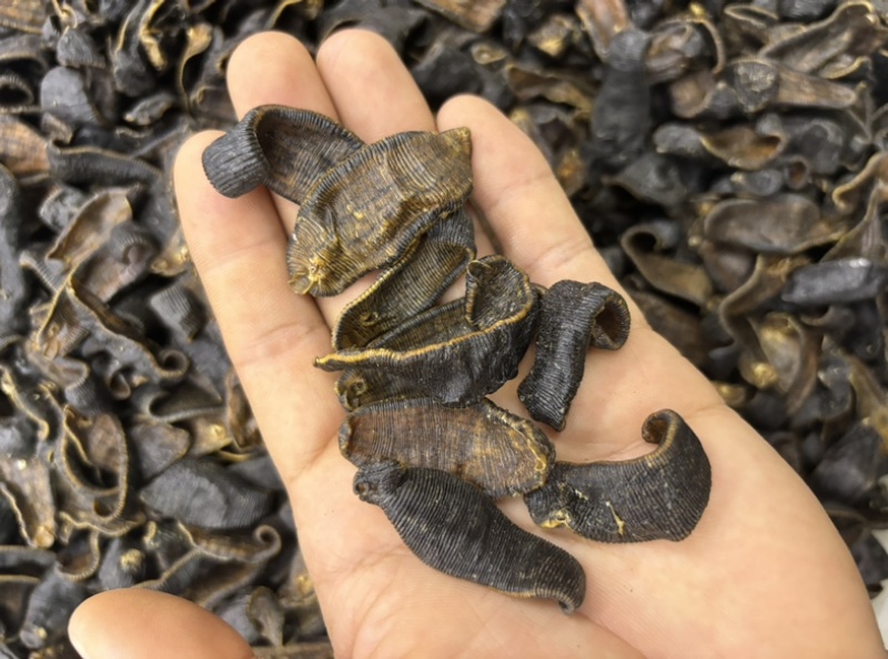 水蛭蚂蝗含量高个头大品种齐全水蛭段药用水蛭量大优惠