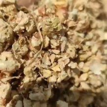 玉米芯颗粒压块，金针菇料，全年有货。