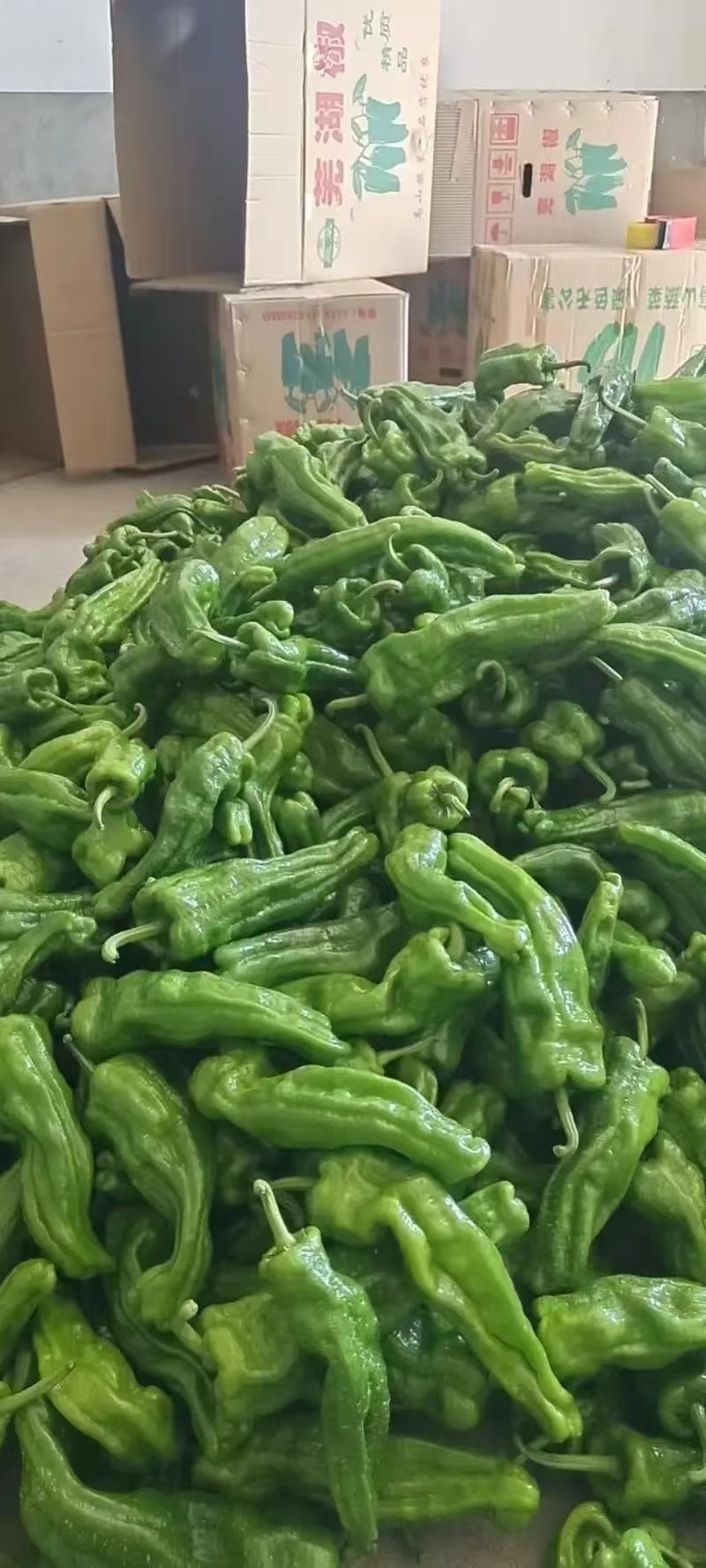 湖北芜湖椒，产地直发视频看货，可对接市场商超电商