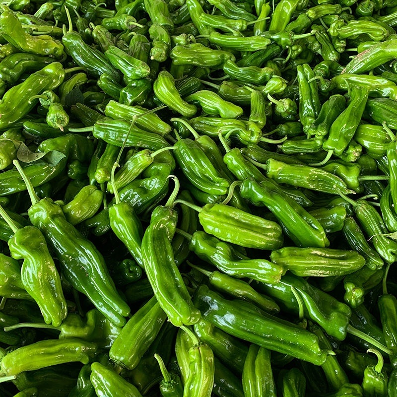 湖北芜湖椒，产地直发视频看货，可对接市场商超电商