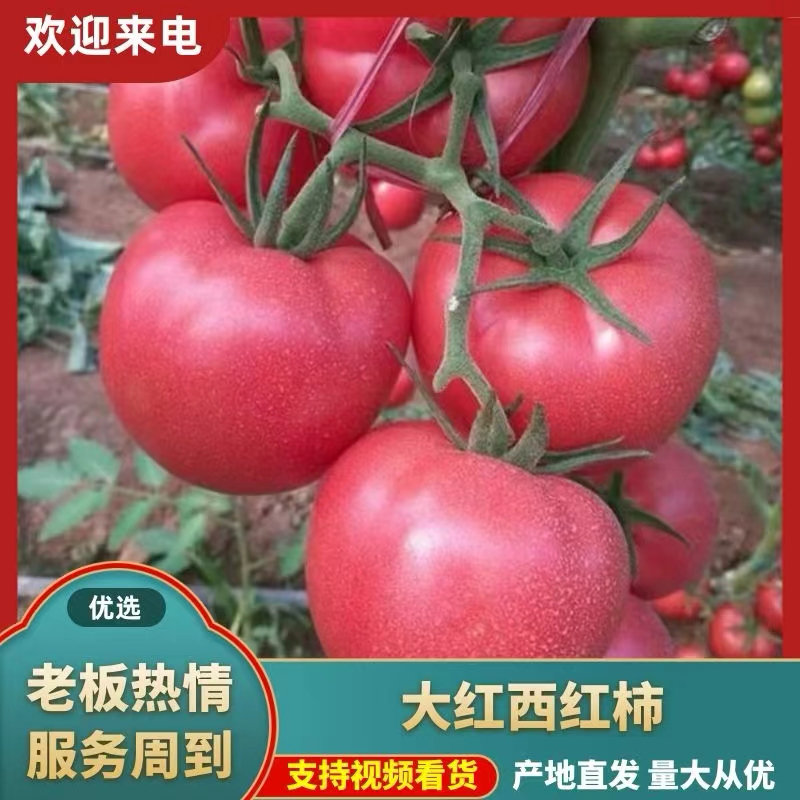 湖北长阳西红柿，一手货源，产地直供，量大价优，欢迎咨询