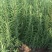 迷迭香，迷迭香杯苗，种植基地，小杯，双色杯，加仑盆，大量