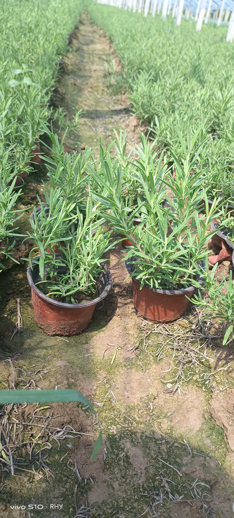 迷迭香，迷迭香杯苗，种植基地，小杯，双色杯，加仑盆，大量