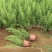 迷迭香，迷迭香杯苗，种植基地，小杯，双色杯，加仑盆，大量