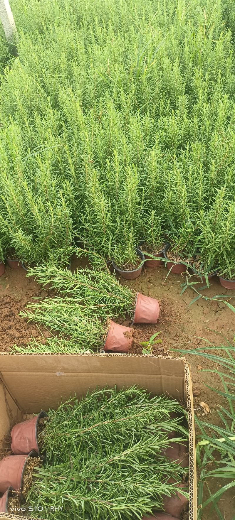 迷迭香，迷迭香杯苗，种植基地，小杯，双色杯，加仑盆，大量