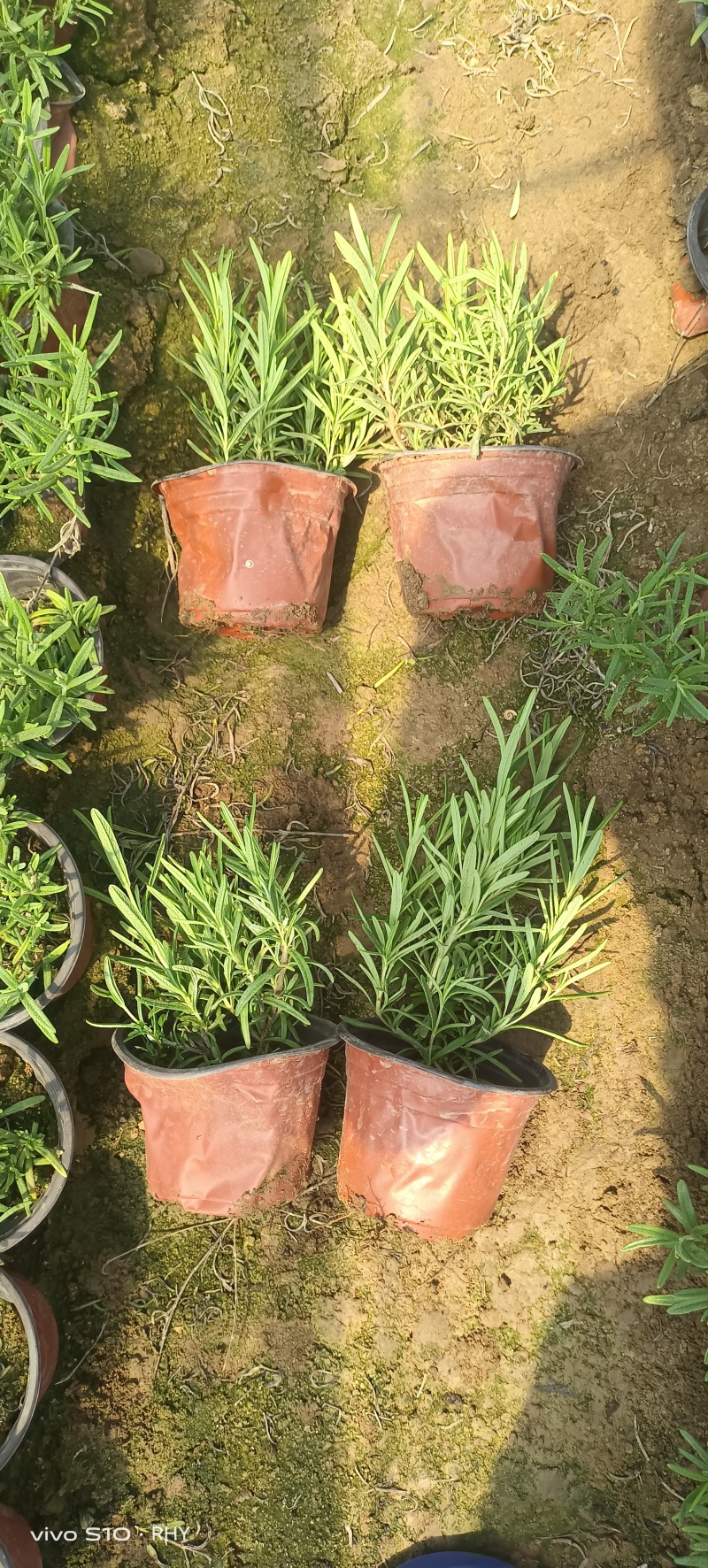 迷迭香，迷迭香杯苗，种植基地，小杯，双色杯，加仑盆，大量
