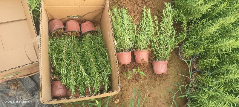 迷迭香，迷迭香杯苗，种植基地，小杯，双色杯，加仑盆，大量