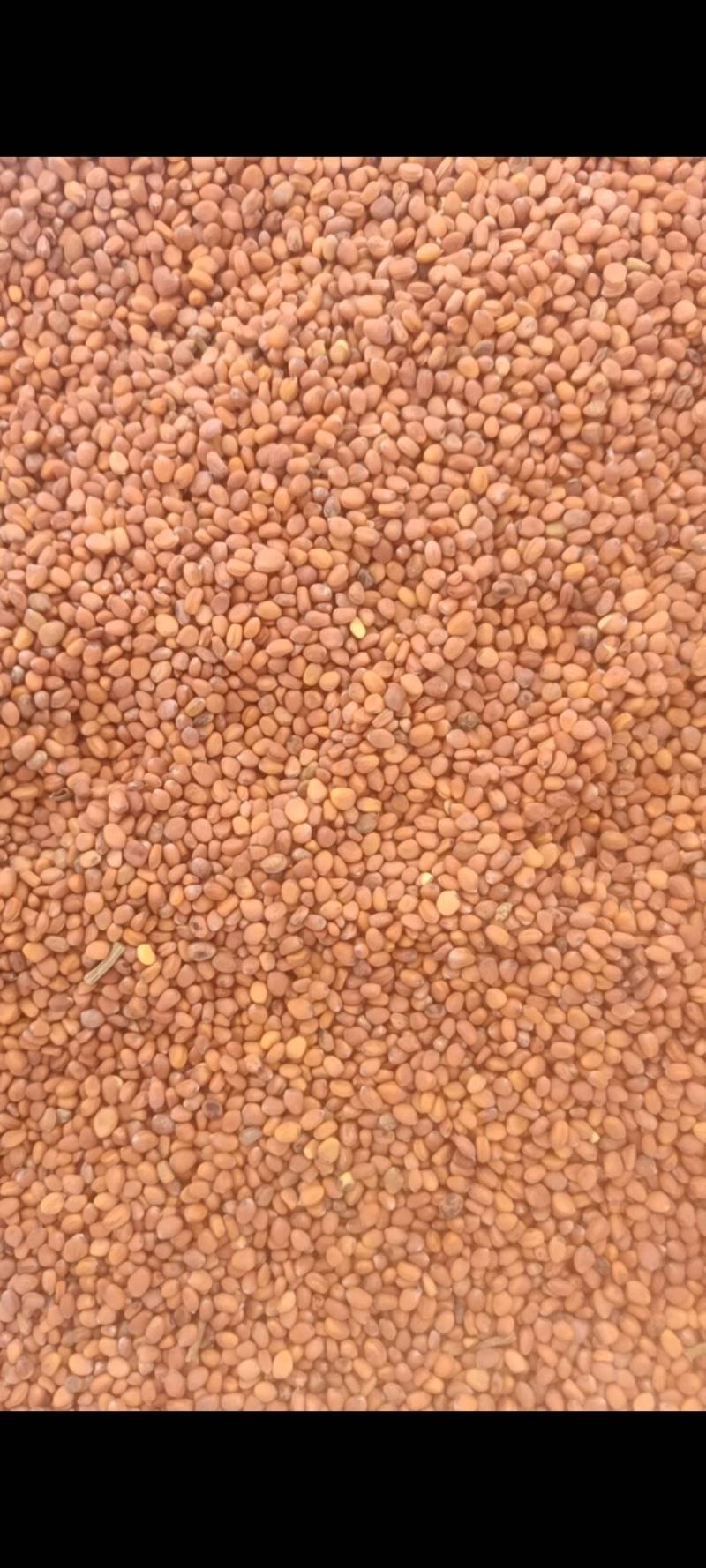甘肃莱菔子量大欢迎前来洽谈