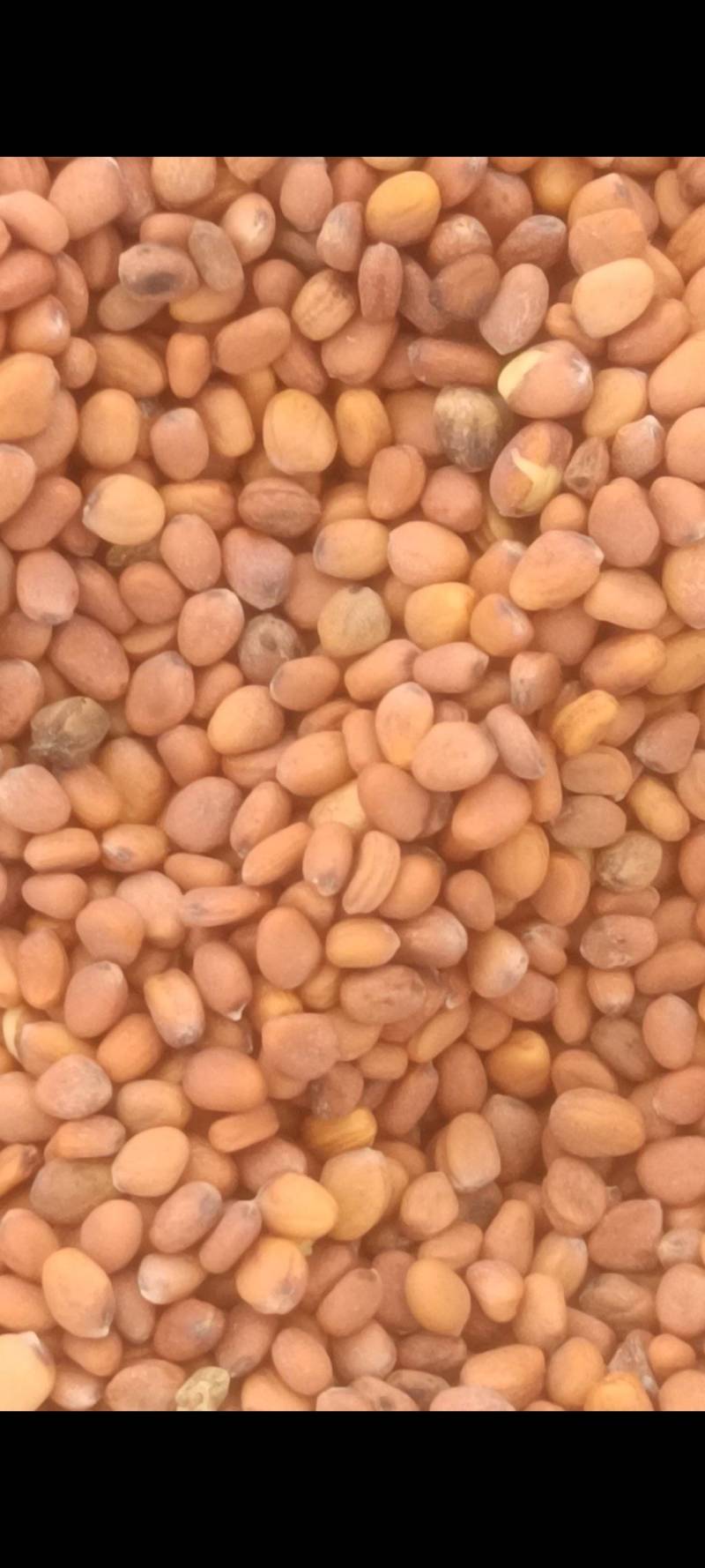 甘肃莱菔子量大欢迎前来洽谈