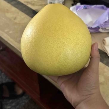 平和馆溪蜜柚大量上货中
