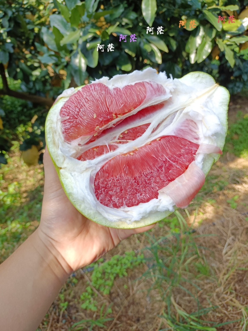 平和馆溪蜜柚大量上货中