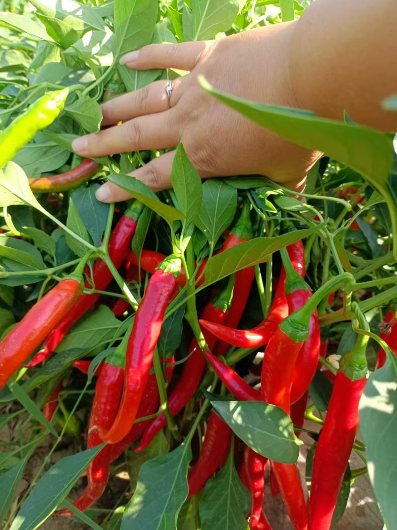 精品红杭椒，青杭椒，花红柳绿，津红二号带把，不带把都可以