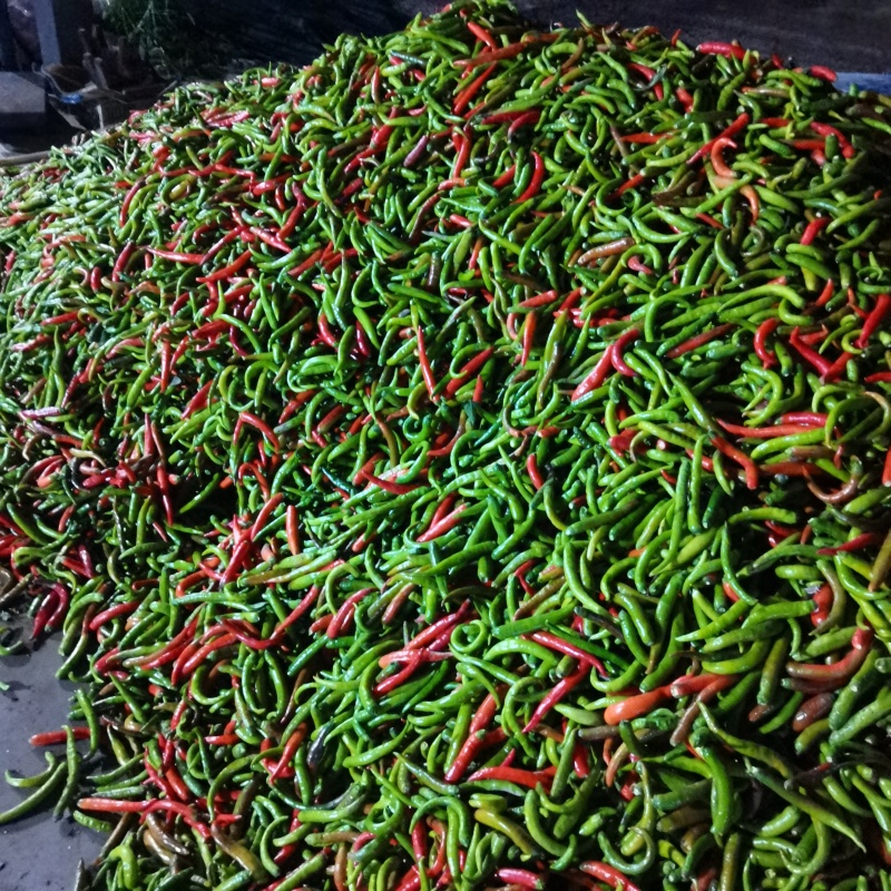 精品红杭椒，青杭椒，花红柳绿，津红二号带把，不带把都可以