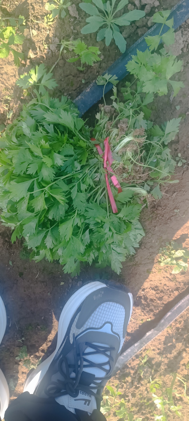 芹菜苗！产地直发！保质保量！视频看货！欢迎砸单！