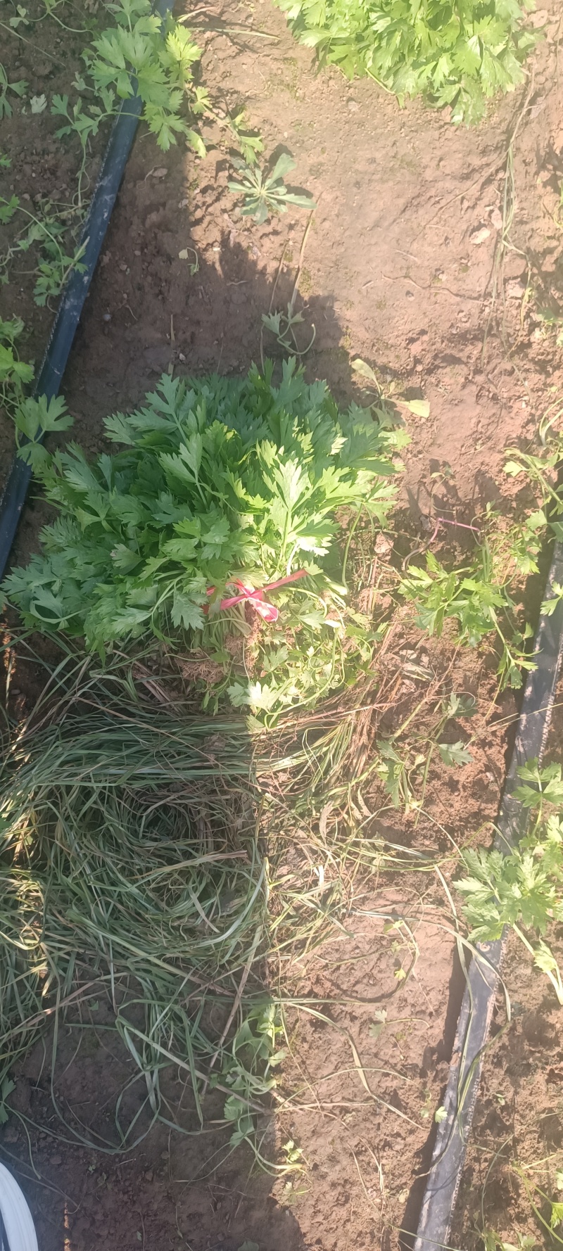 芹菜苗！产地直发！保质保量！视频看货！欢迎砸单！