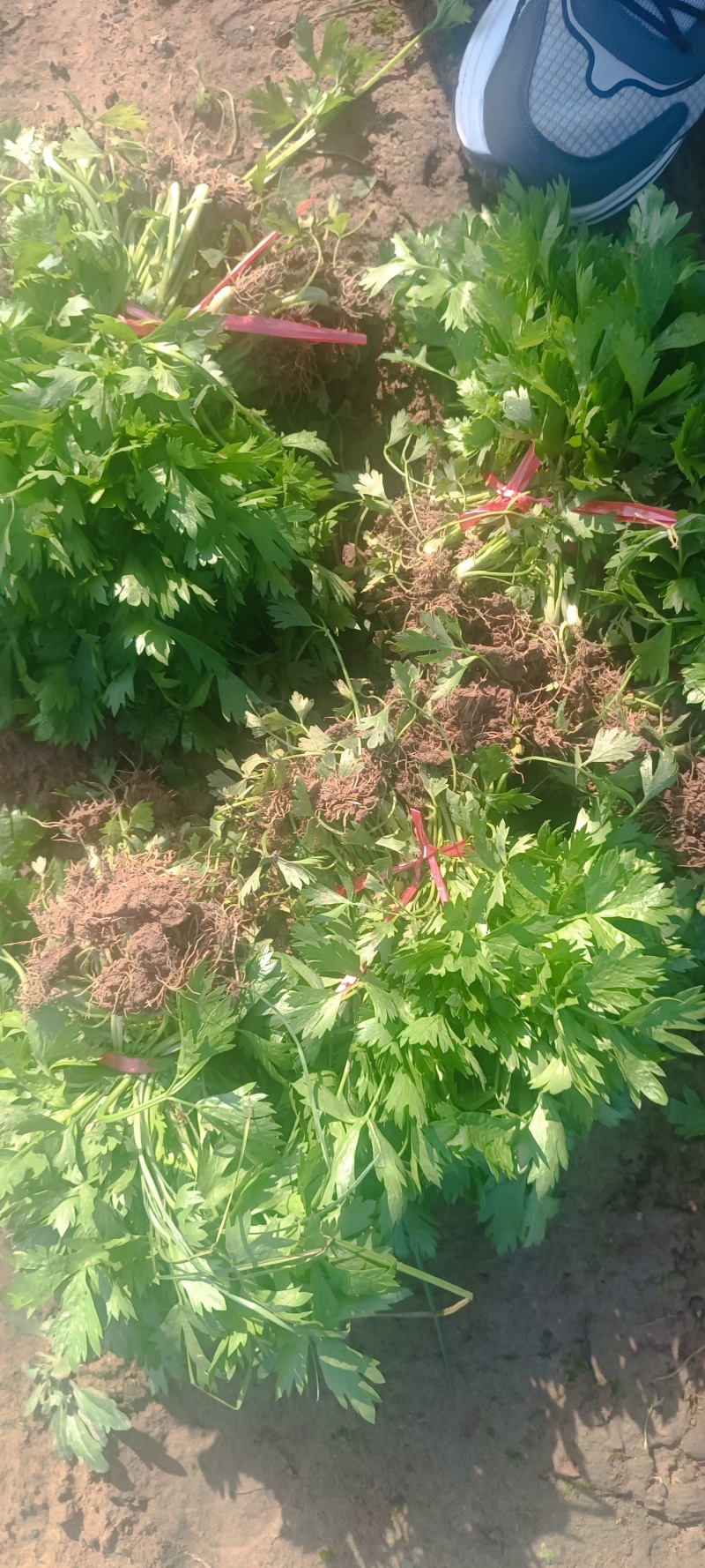 芹菜苗！产地直发！保质保量！视频看货！欢迎砸单！