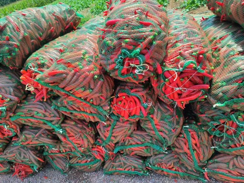 精品红杭椒，青杭椒，花红柳绿，津红二号带把，不带把都可以