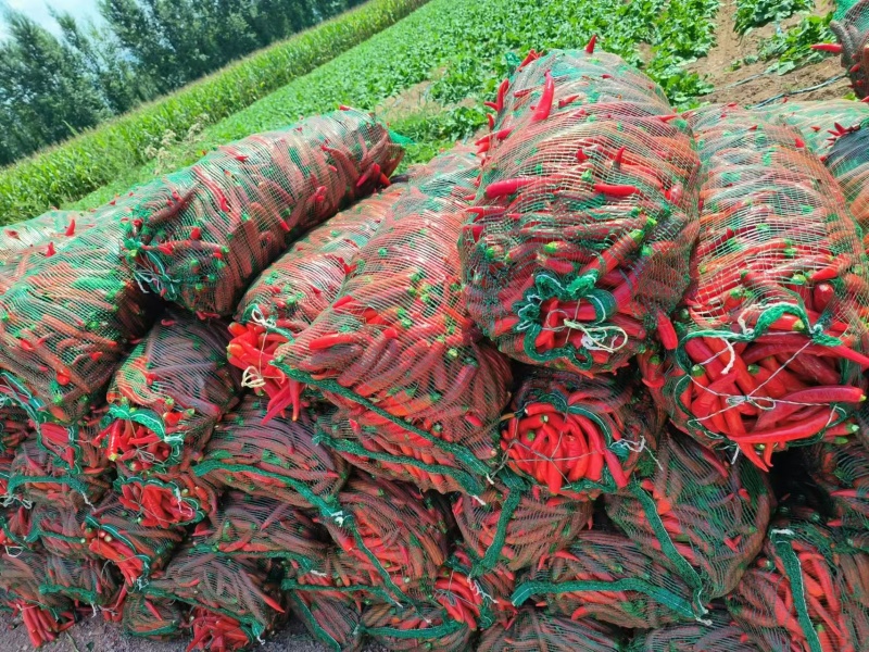 精品红杭椒，青杭椒，花红柳绿，津红二号带把，不带把都可以