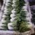 奶白菜