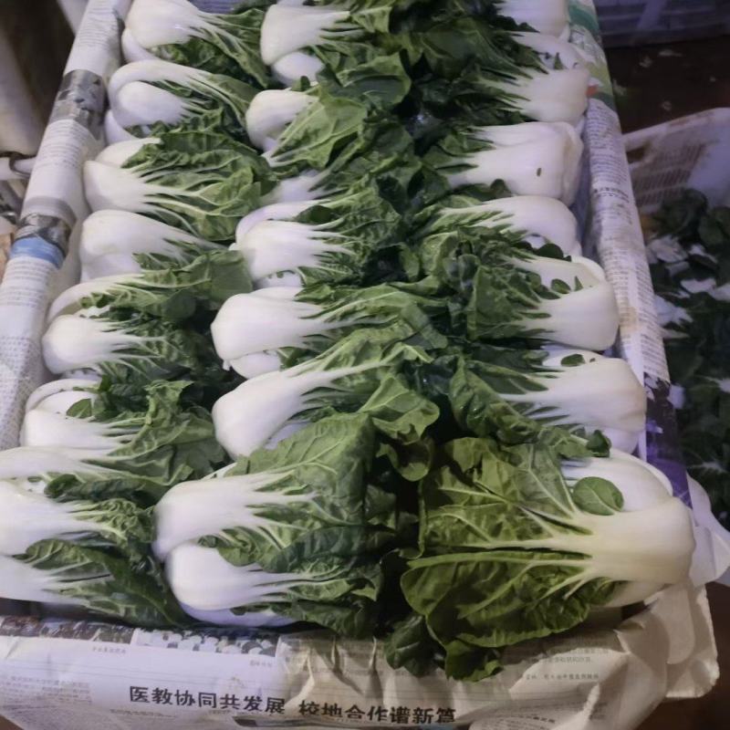 奶白菜