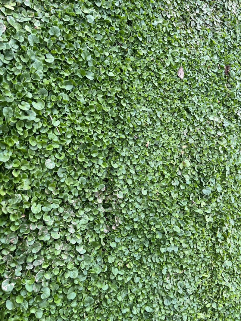 马蹄金草坪