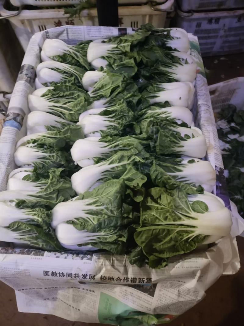 奶白菜
