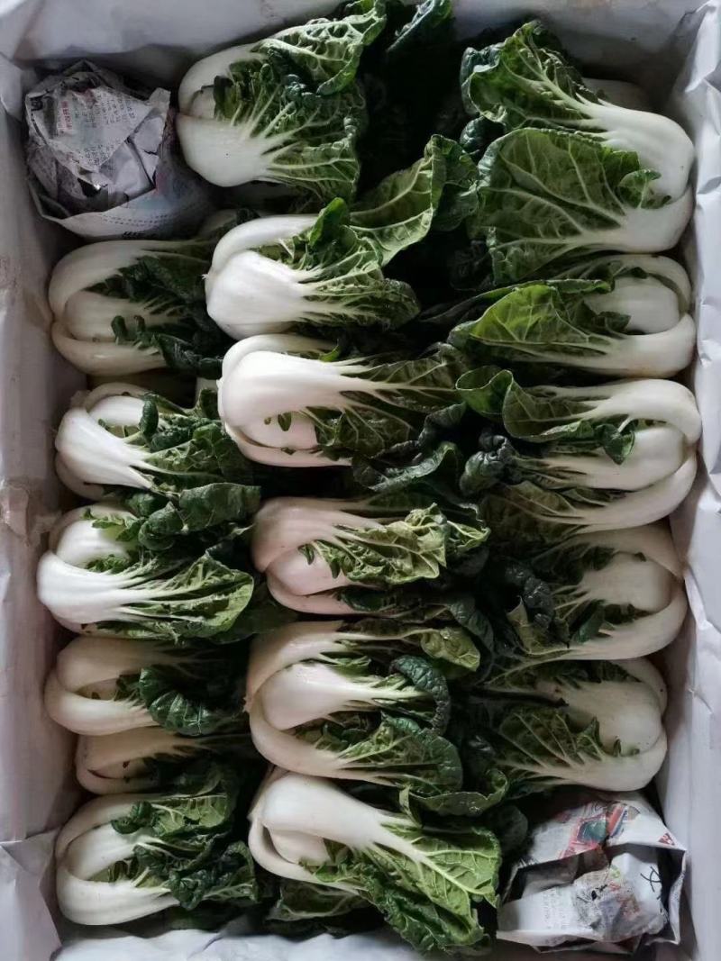 奶白菜