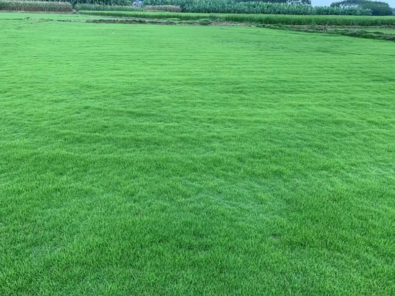 马尼拉