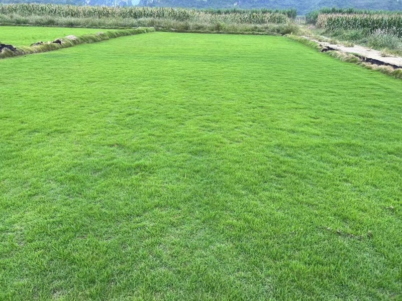 马尼拉