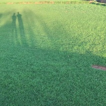 剪股颖