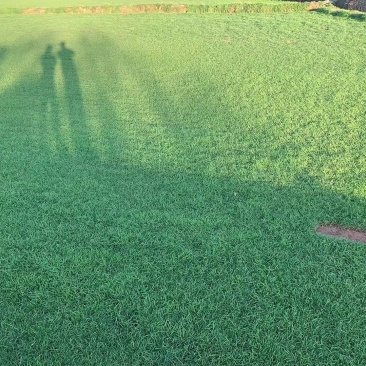 剪股颖