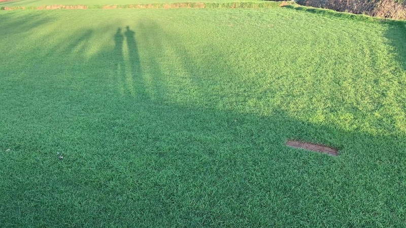 剪股颖