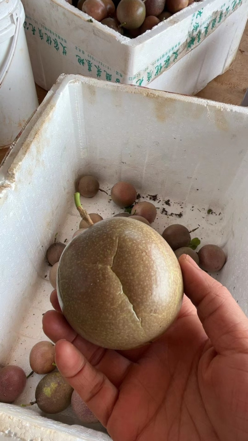 工厂货台农次果亲密次果