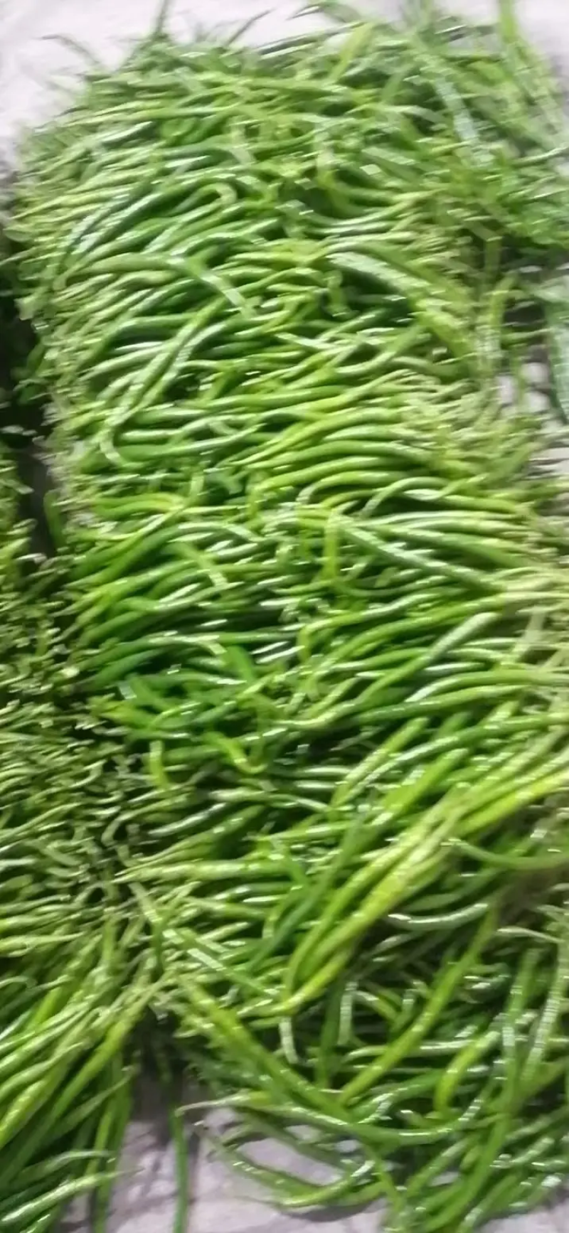【线椒】河北鲜辣椒保定线椒货源稳定产地批发大量供货代发