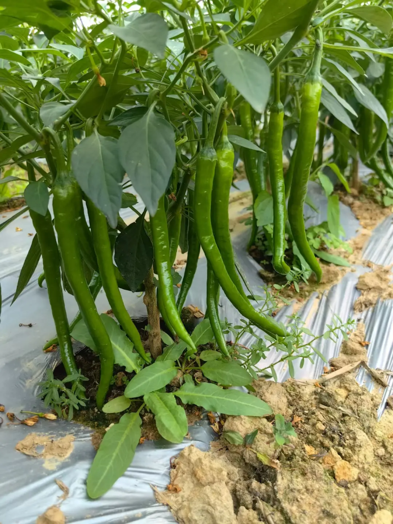【线椒】河北鲜辣椒保定线椒货源稳定产地批发大量供货代发