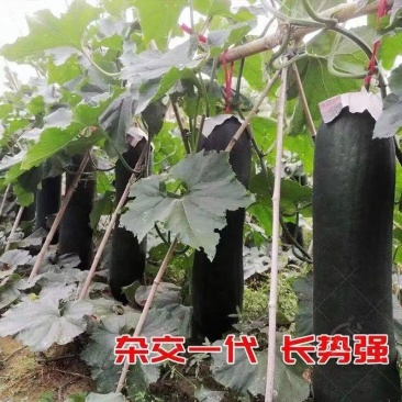 【黑皮冬瓜】河北保定冬瓜货源稳定产地批发大量供货代发