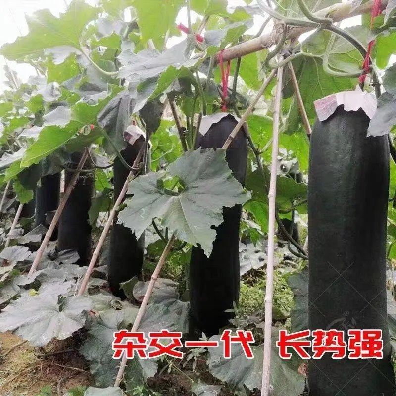 【黑皮冬瓜】河北保定冬瓜货源稳定产地批发大量供货代发