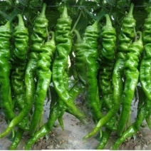河北鲜辣椒保定大棚鲜辣椒-螺丝椒一手货源大量供货支持代发